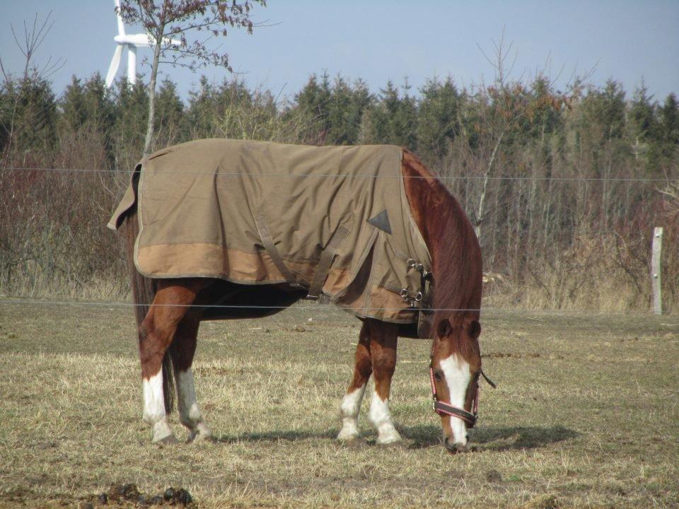 New Forest Snoepie billede 7