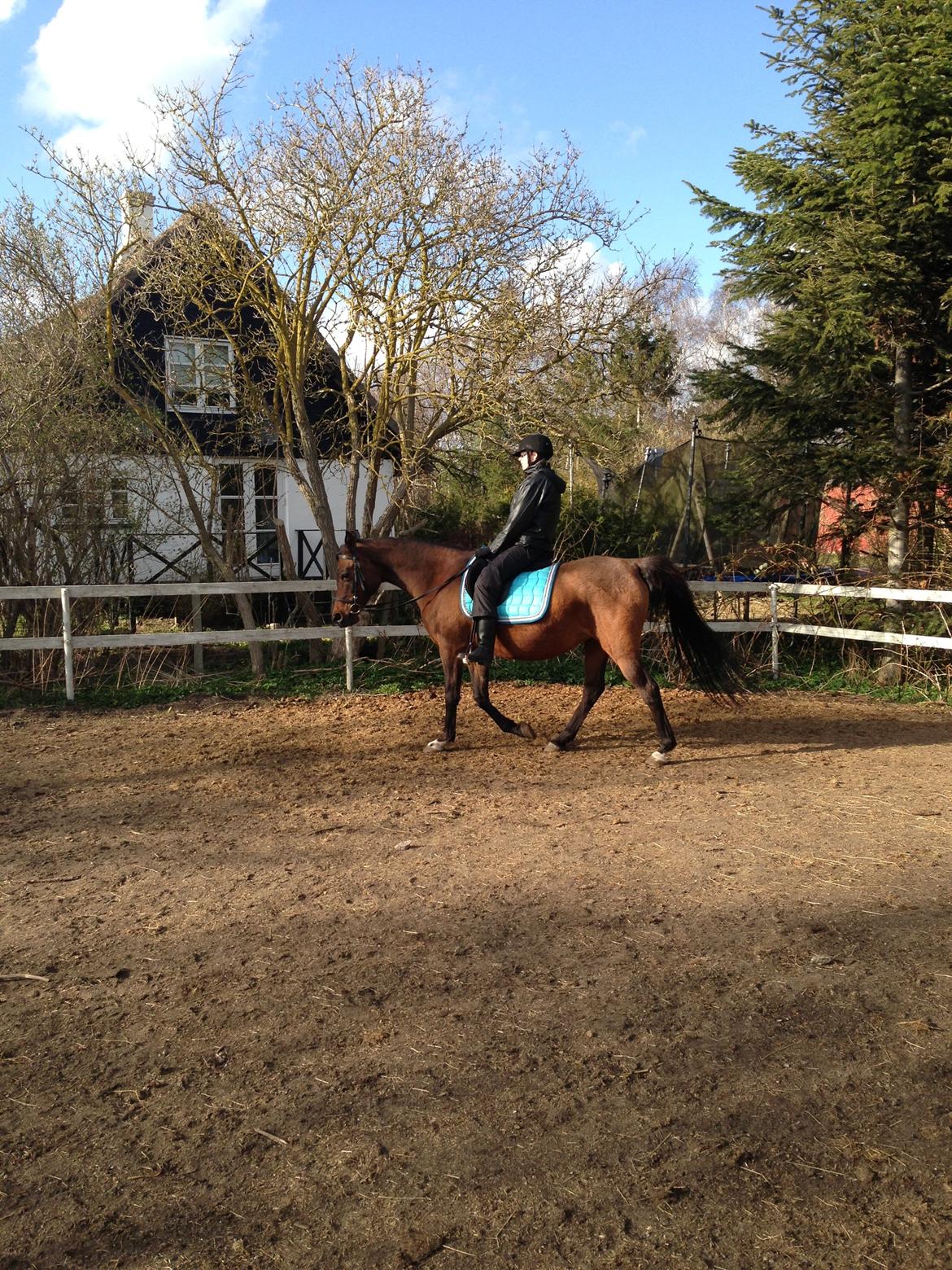 Arabisk fuldblod (OX) E salta billede 9