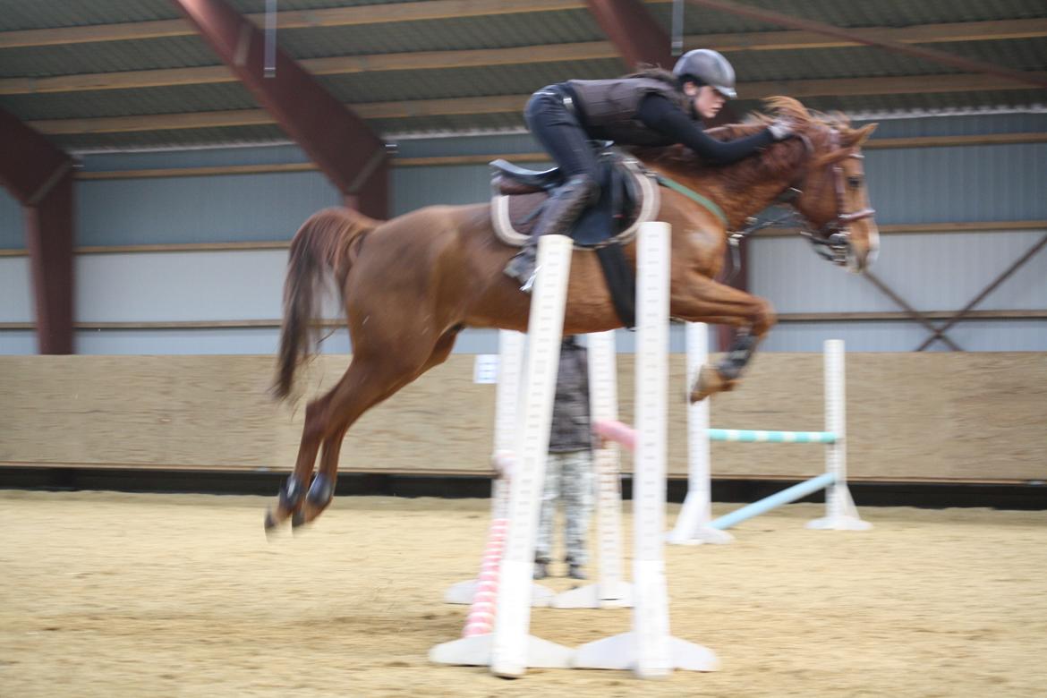 Arabisk fuldblod (OX) GKV`S Cassanova <3  billede 9