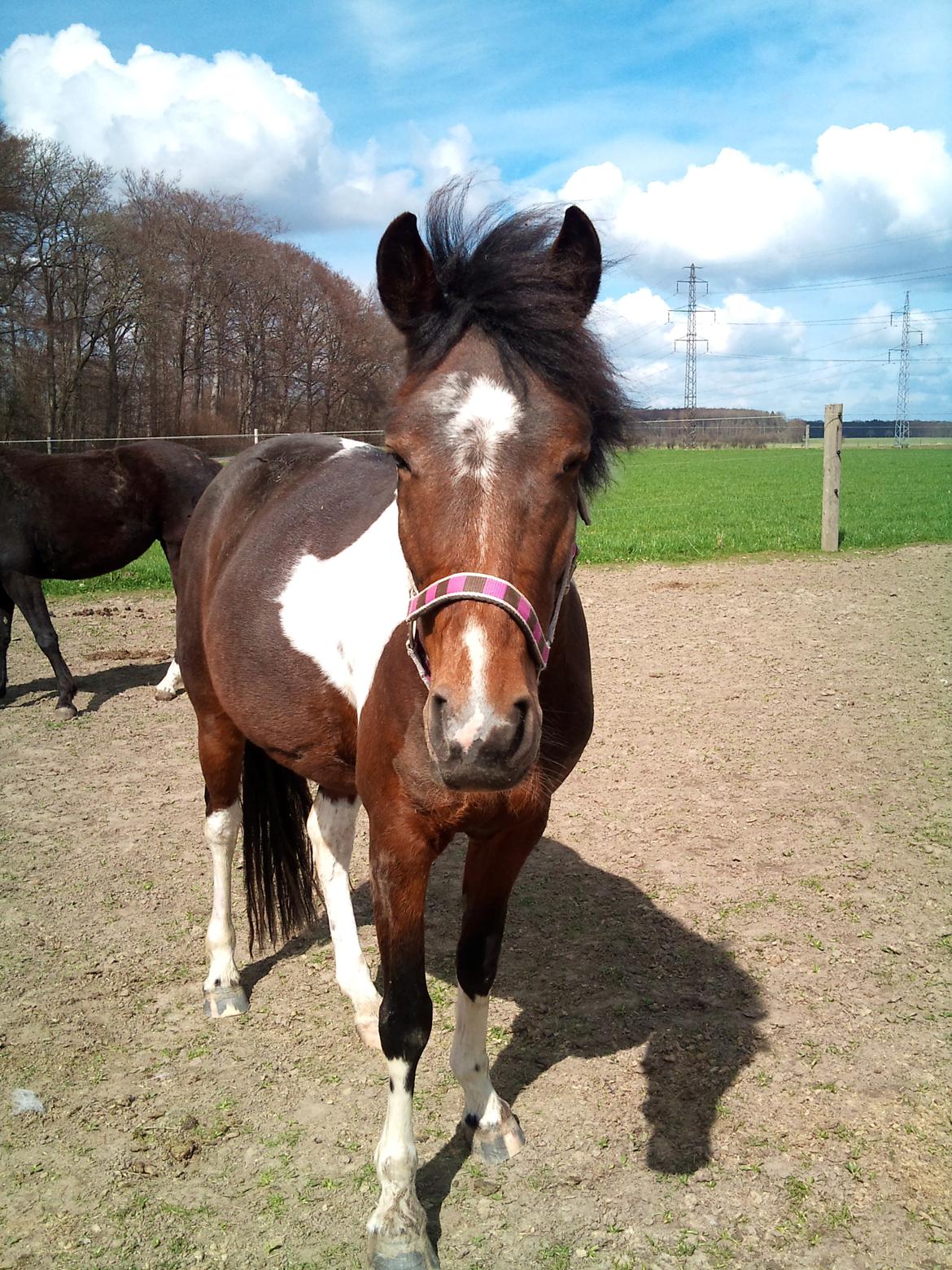 Anden særlig race Ameysing <3 billede 14