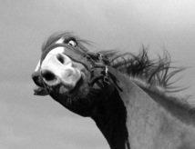 Paint Miss Dakota Salsa - Solgt billede 19