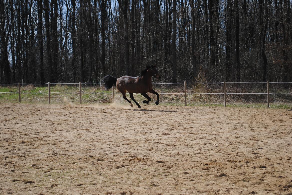 Anden særlig race Malou Kærlund (min mors) - 30/04-2013 billede 7
