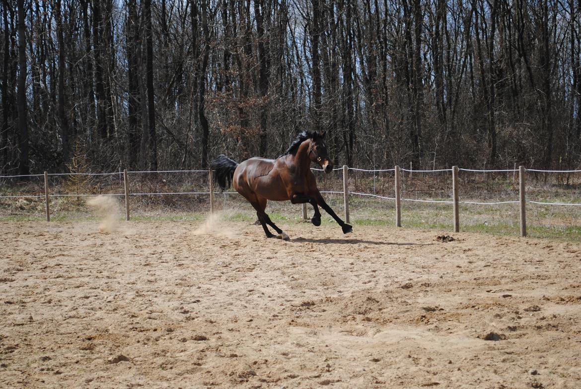 Anden særlig race Malou Kærlund (min mors) billede 8