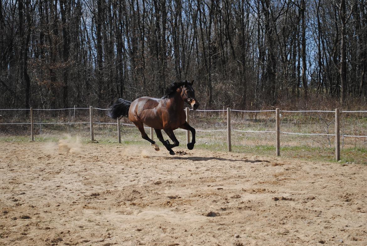 Anden særlig race Malou Kærlund (min mors) billede 9