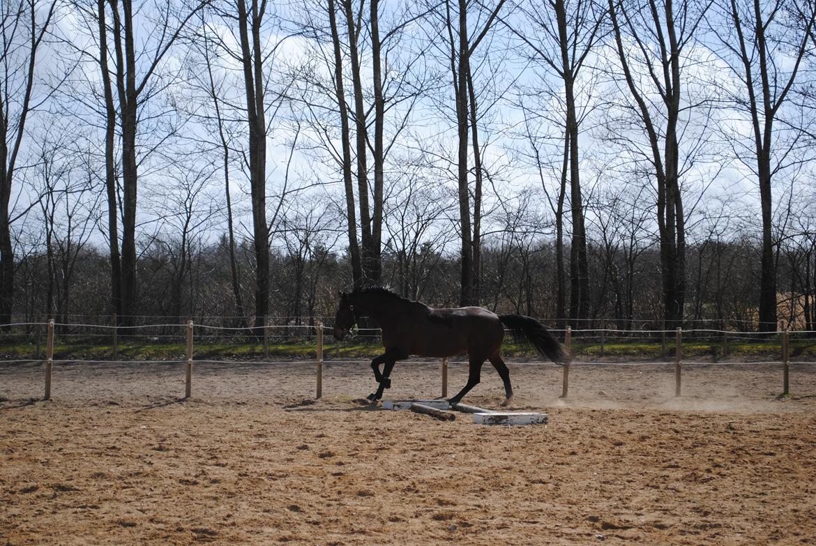 Anden særlig race Malou Kærlund (min mors) billede 10