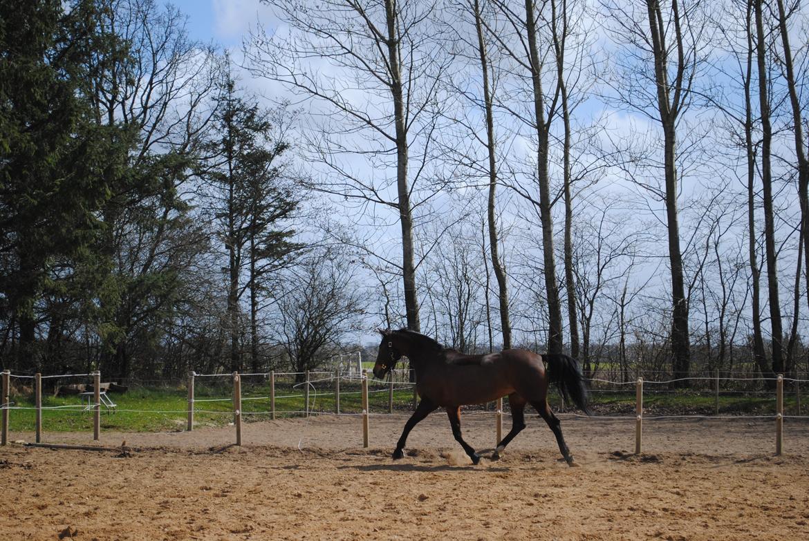 Anden særlig race Malou Kærlund (min mors) billede 11