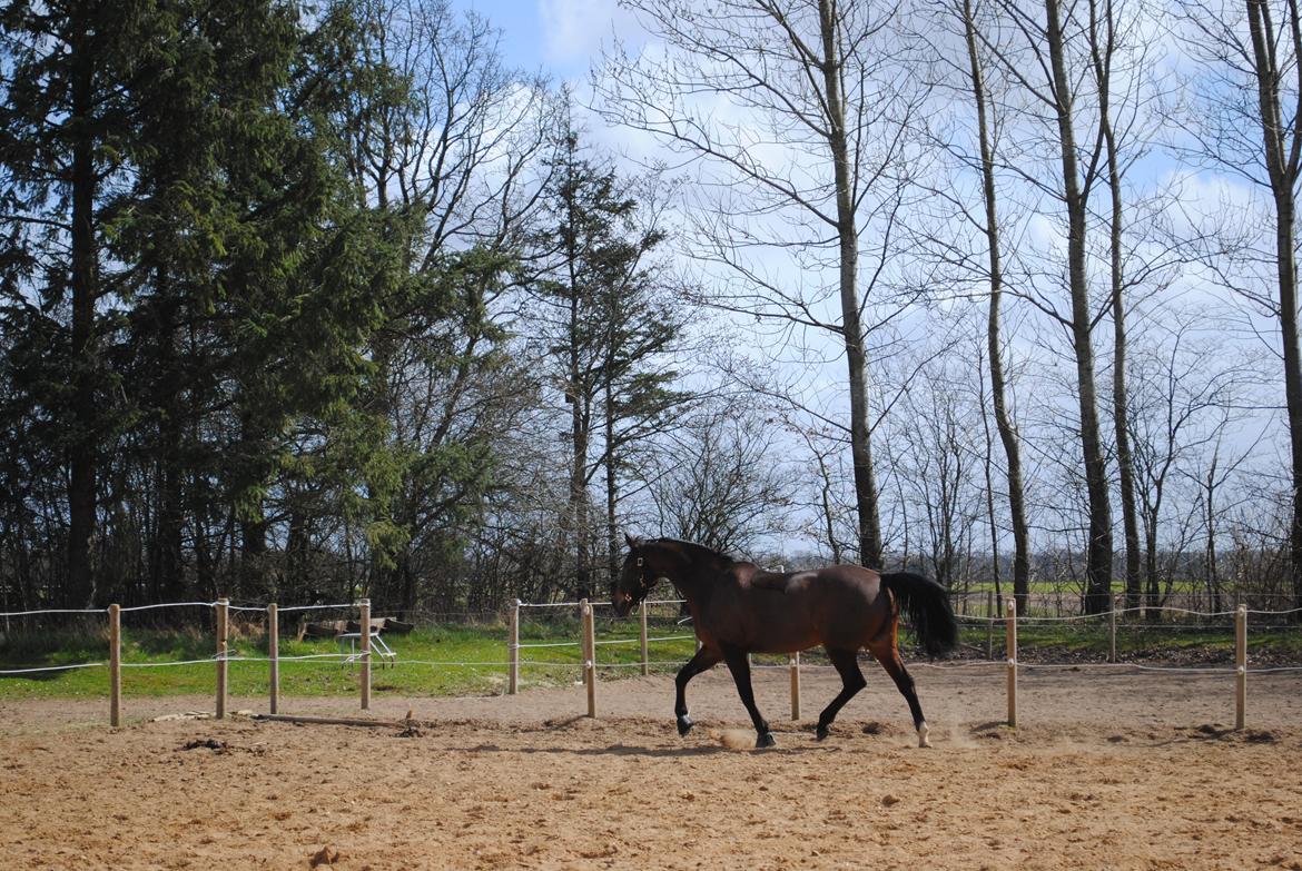 Anden særlig race Malou Kærlund (min mors) billede 12