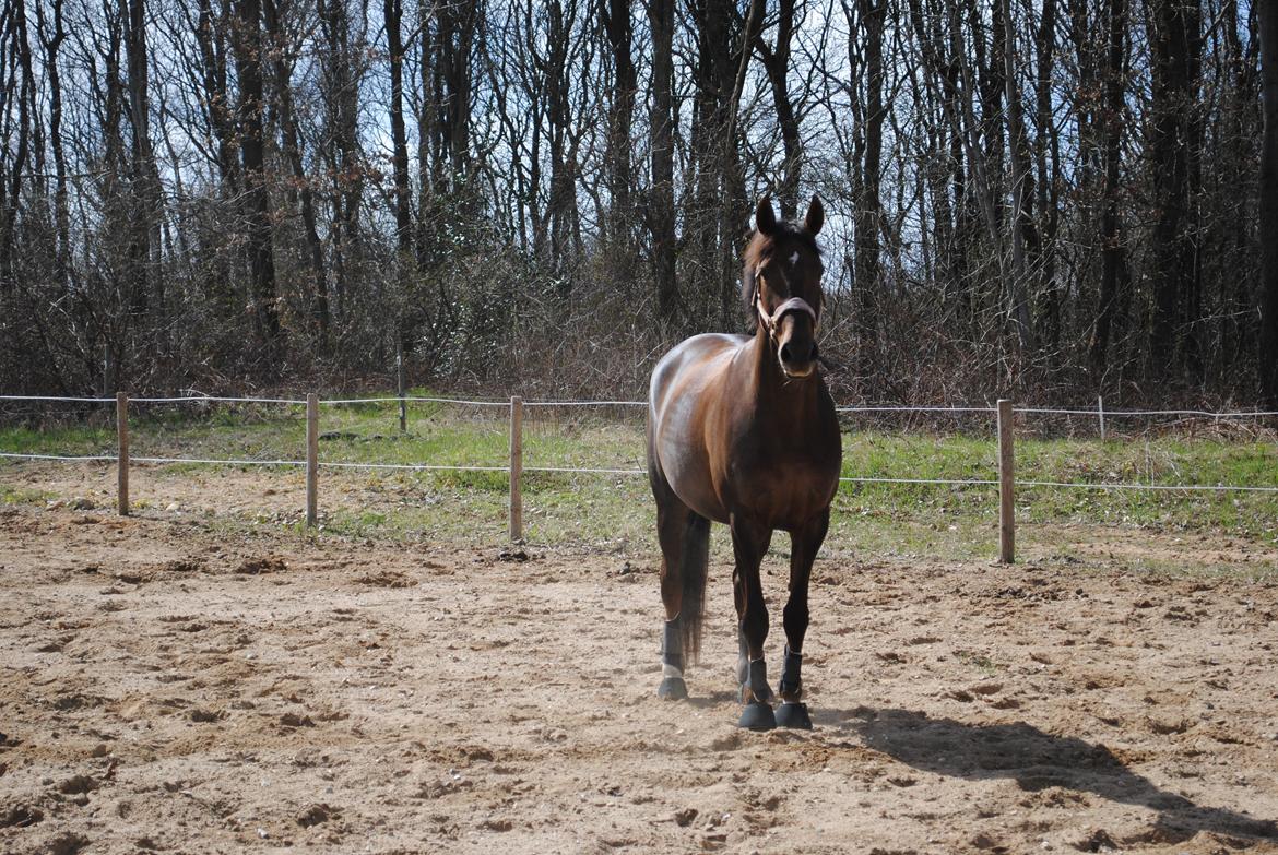 Dansk Varmblod kærvangs prima donna light  billede 18