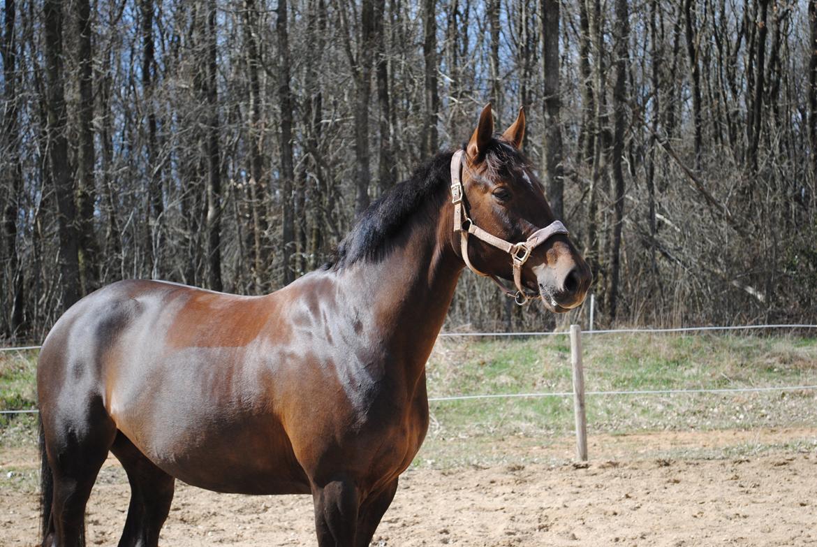 Dansk Varmblod kærvangs prima donna light  - verdens smukkeste hest, og verdens bedste ven. Love you my friend :).. billede 19