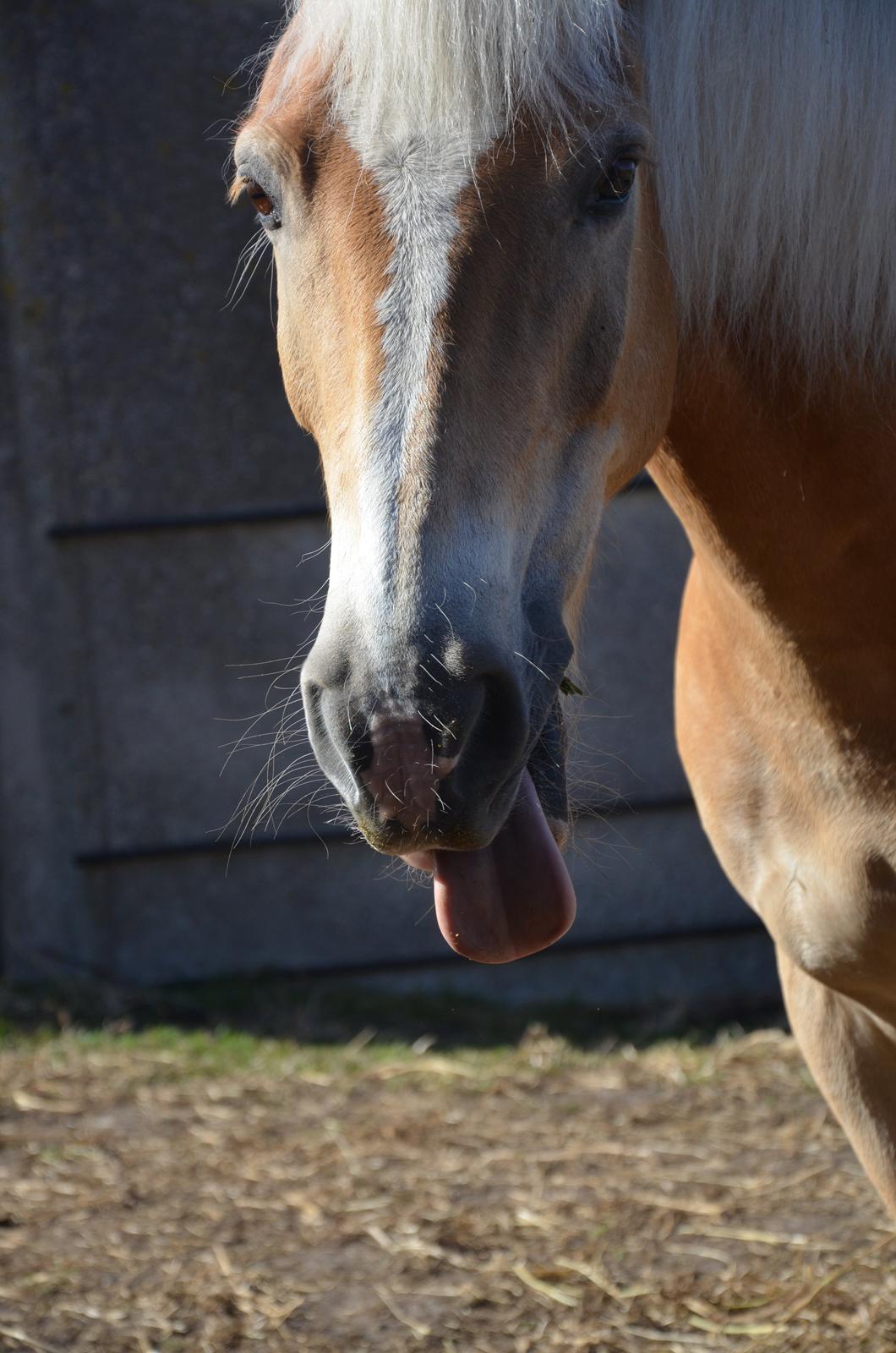 Haflinger Nich Kastanjegård - luffe kan ikke lide diig! :p billede 10