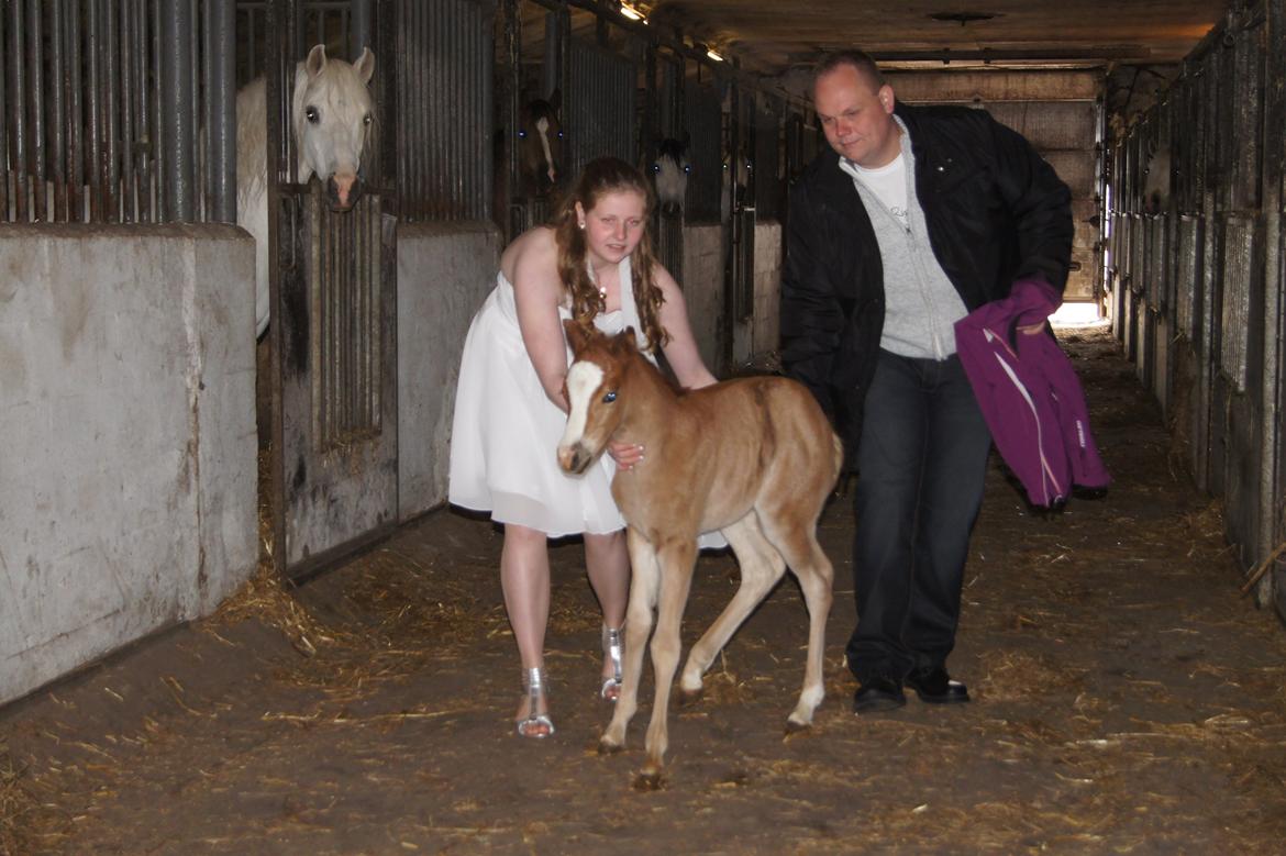 Welsh Pony (sec B) Bjerregårds Matiné - Verdens bedste dag, konfirmation 28-4-13 billede 17