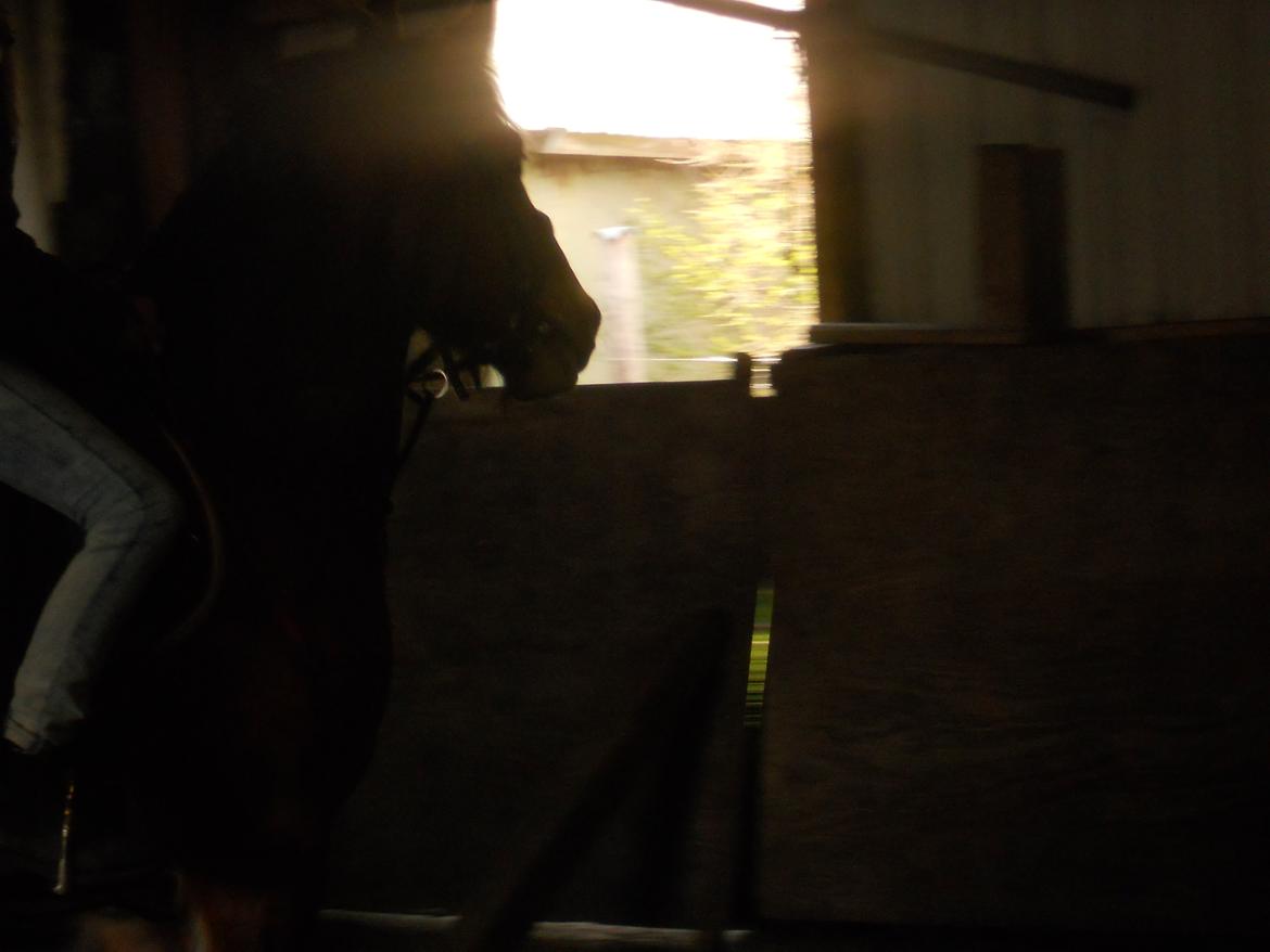 Anden særlig race Tarzan billede 7