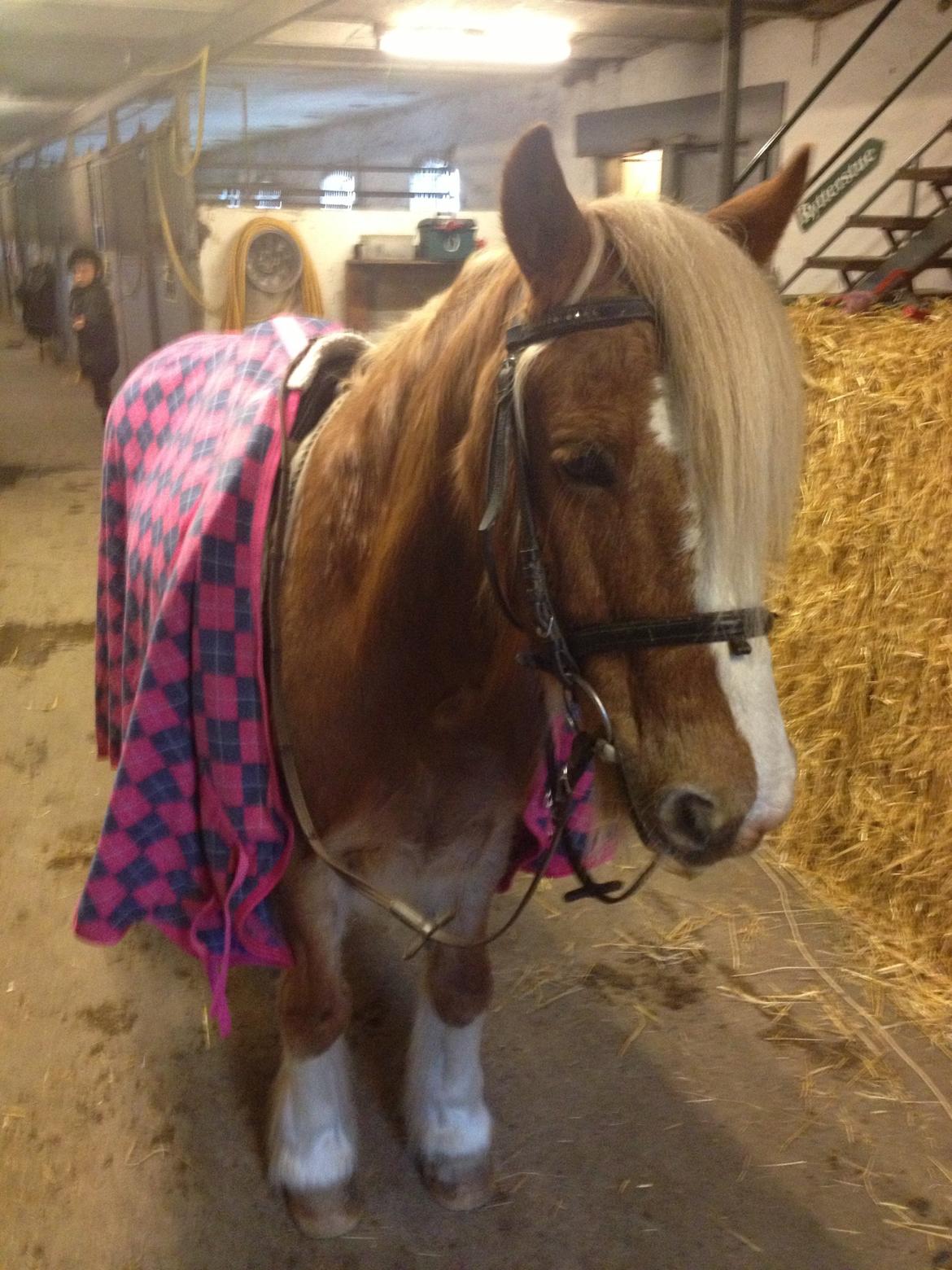 Anden særlig race Mac Gregor/Mags<333 - Så er vi klar til at ride<333 billede 7