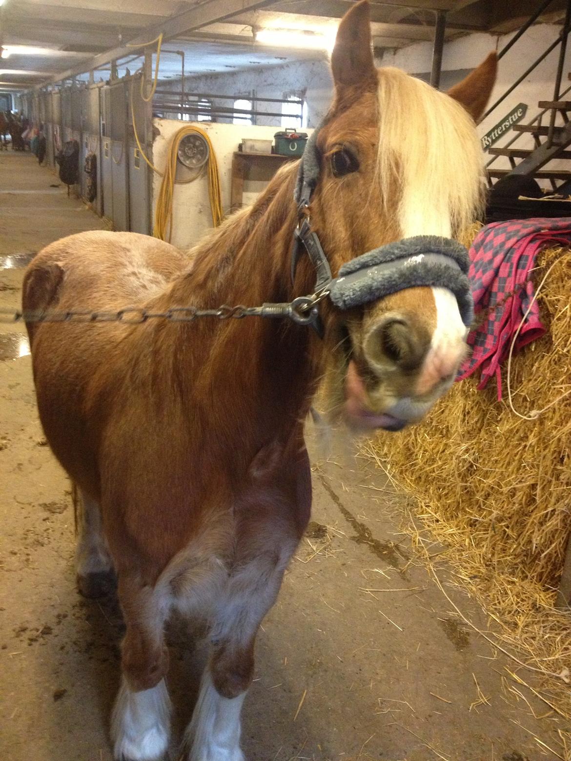 Anden særlig race Mac Gregor/Mags<333 - Fjolle billede xD billede 4