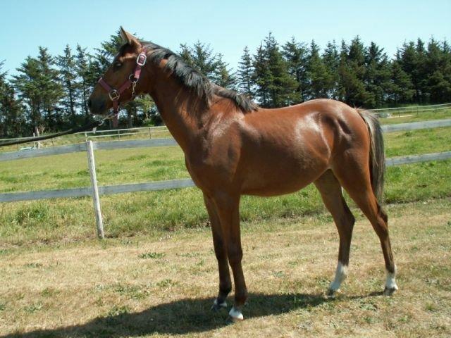 DSP Nuga - Følbillede billede 4