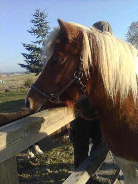 Islænder Hjarti (solget) - Kig væk billede 5