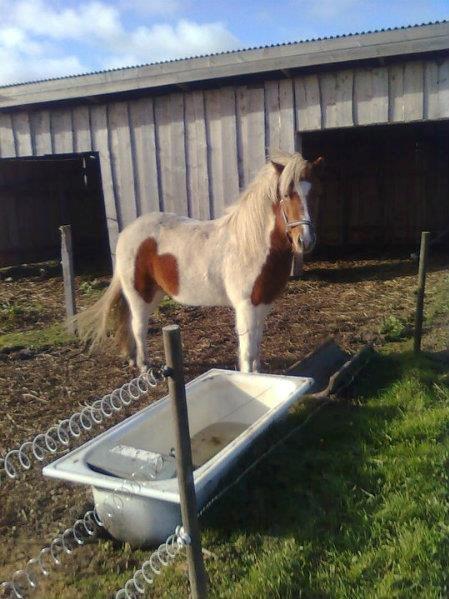 Islænder Hjarti (solget) - Godt du ik farelig billede 4