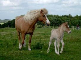 Islænder Kvistur fra Merkivoll (solgt) billede 3