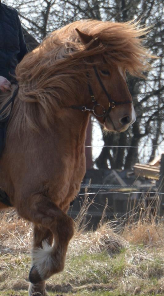 Islænder Kvistur fra Merkivoll (solgt) billede 2