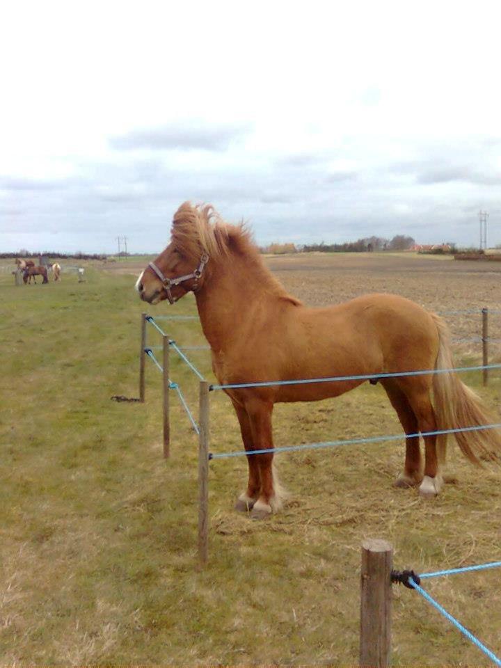 Islænder Kvistur fra Merkivoll (solgt) billede 4
