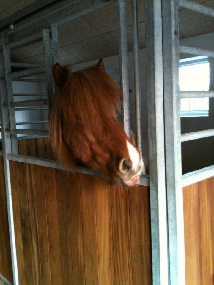 Islænder Kvistur fra Merkivoll (solgt) billede 5