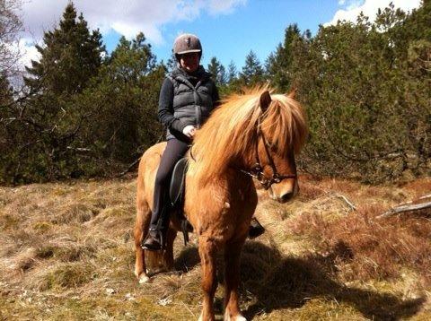 Islænder Kvistur fra Merkivoll (solgt) billede 6