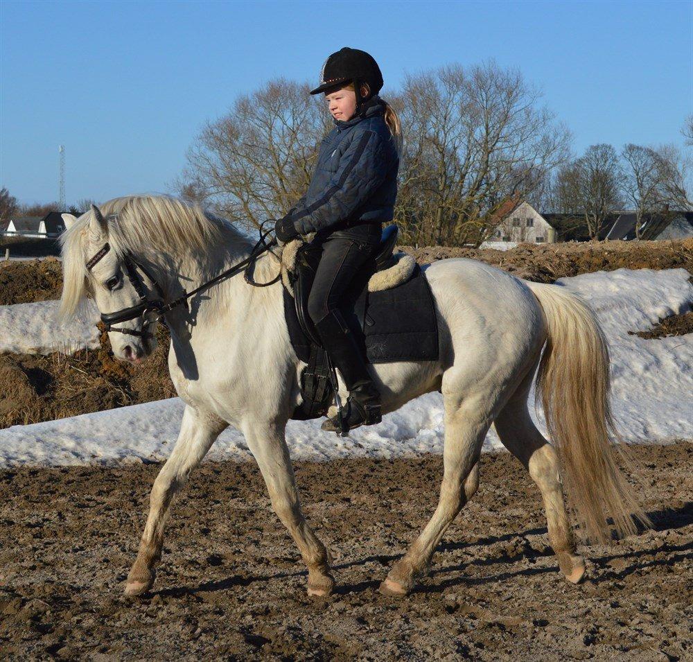 Welsh Pony (sec B) Klintholms Sir Jeff billede 10