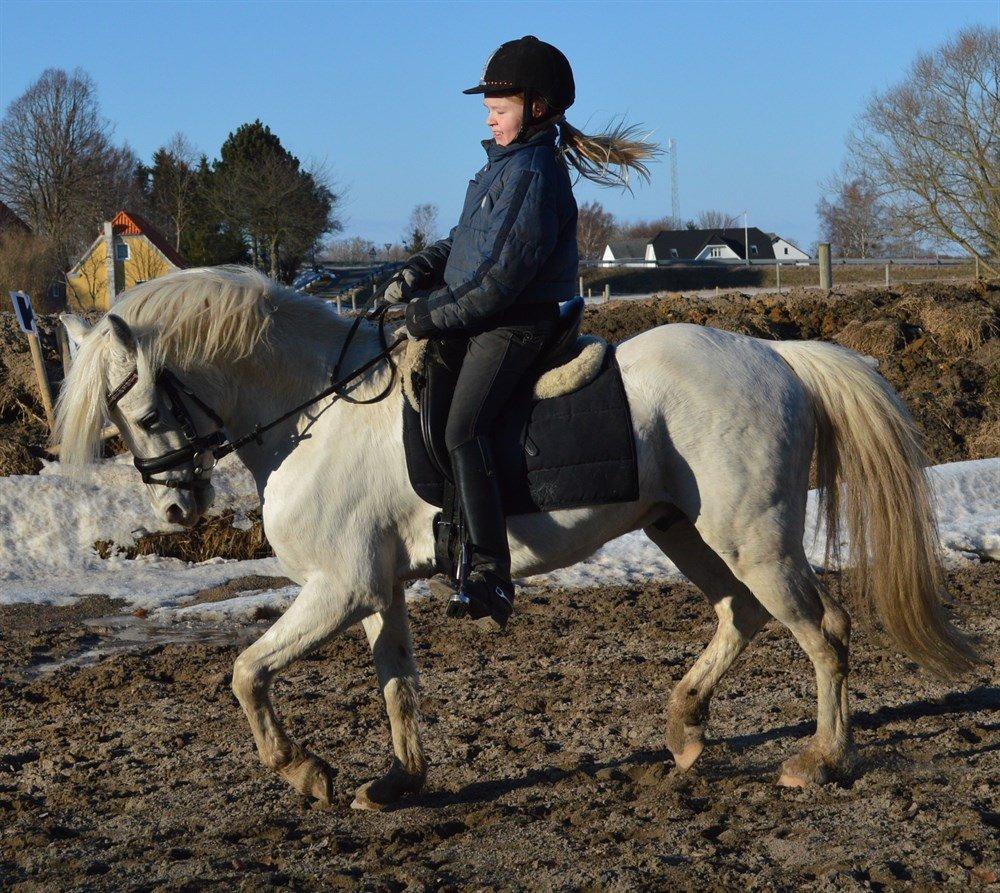 Welsh Pony (sec B) Klintholms Sir Jeff billede 11