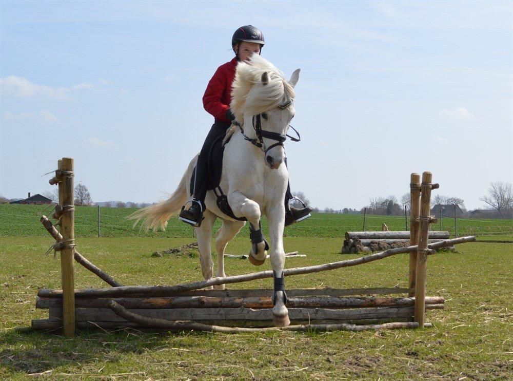 Welsh Pony (sec B) Klintholms Sir Jeff billede 12