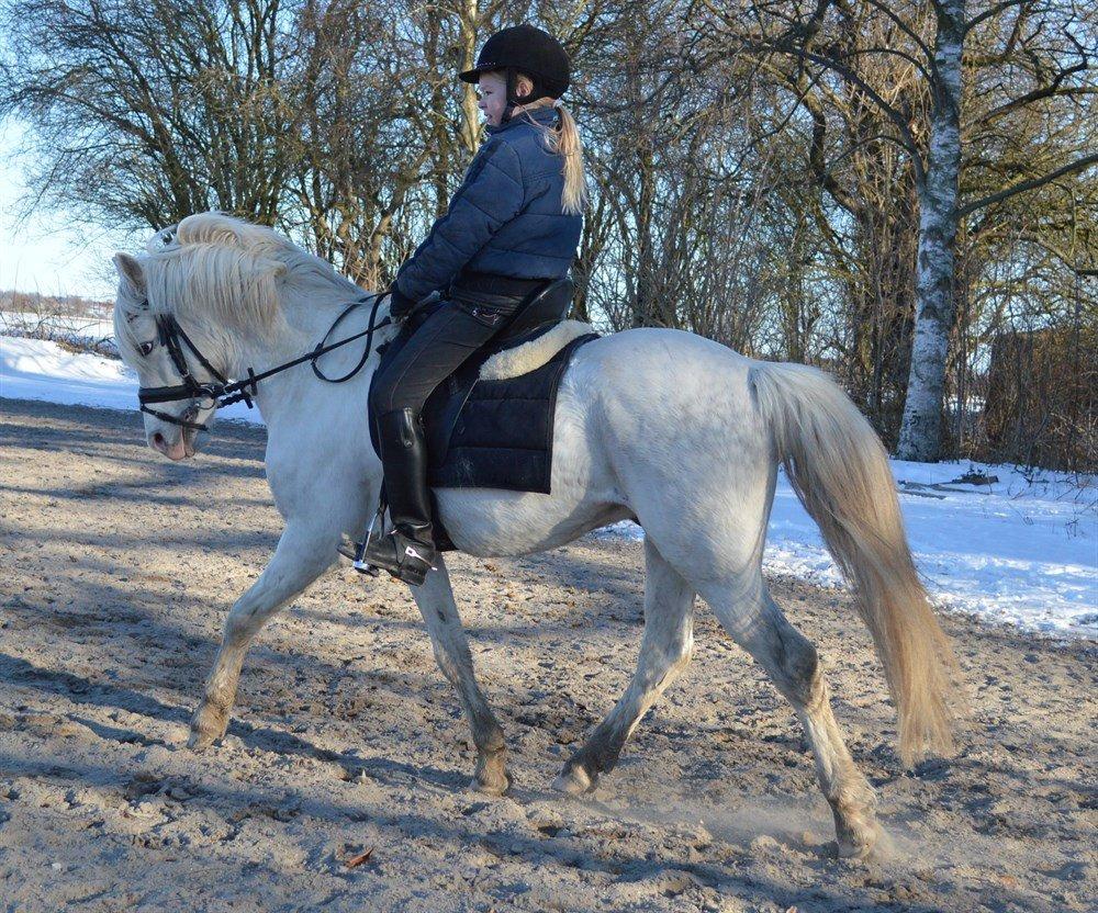 Welsh Pony (sec B) Klintholms Sir Jeff billede 13