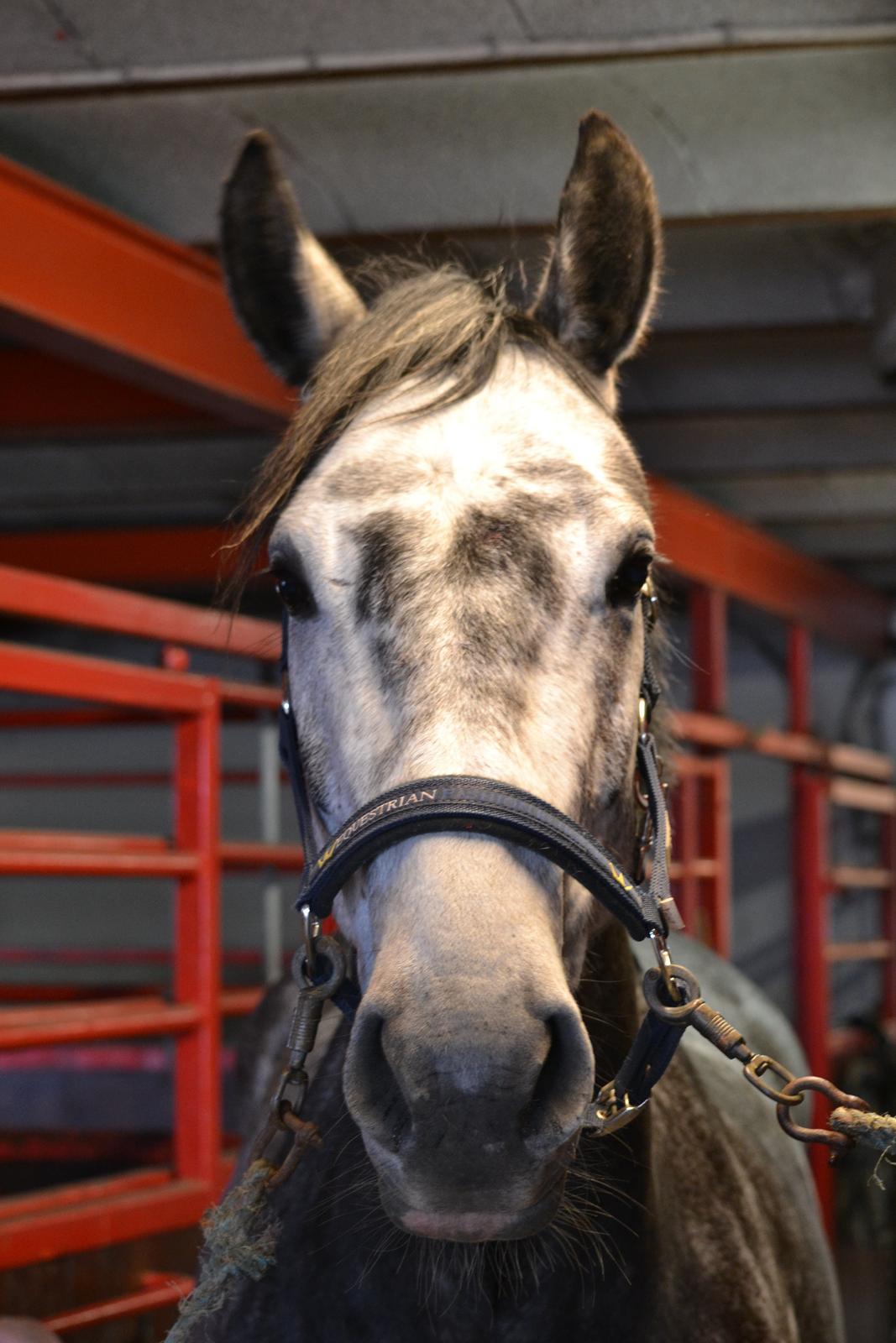 Dansk Varmblod Calikka Sortebjerg - grå <3 billede 9