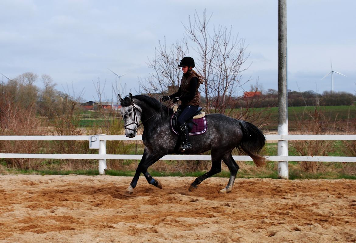 Dansk Varmblod Calikka Sortebjerg - Dressur træning ude for første gang :)  billede 10