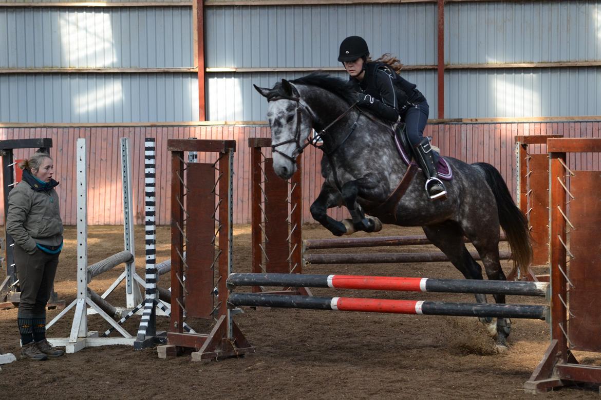 Dansk Varmblod Calikka Sortebjerg - Springtræning... søde lille baby <3 billede 5