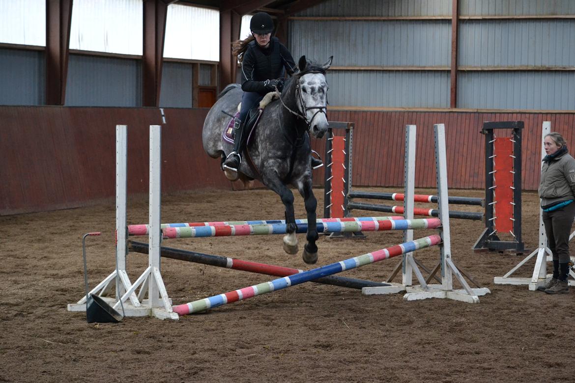 Dansk Varmblod Calikka Sortebjerg - Søde hest, og søde bagben! :)  billede 12