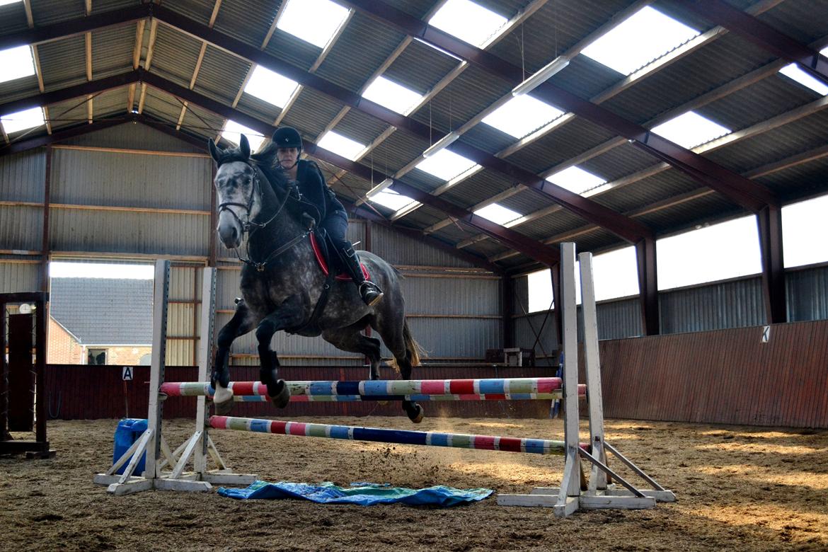 Dansk Varmblod Calikka Sortebjerg - Første springtræning sammen! :) billede 15