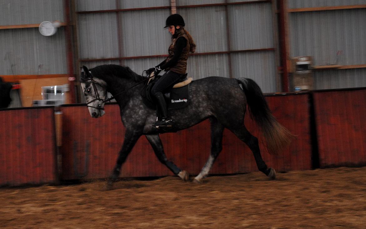 Dansk Varmblod Calikka Sortebjerg - Dressur træning, en af de første dage jeg havde hende! :) billede 14