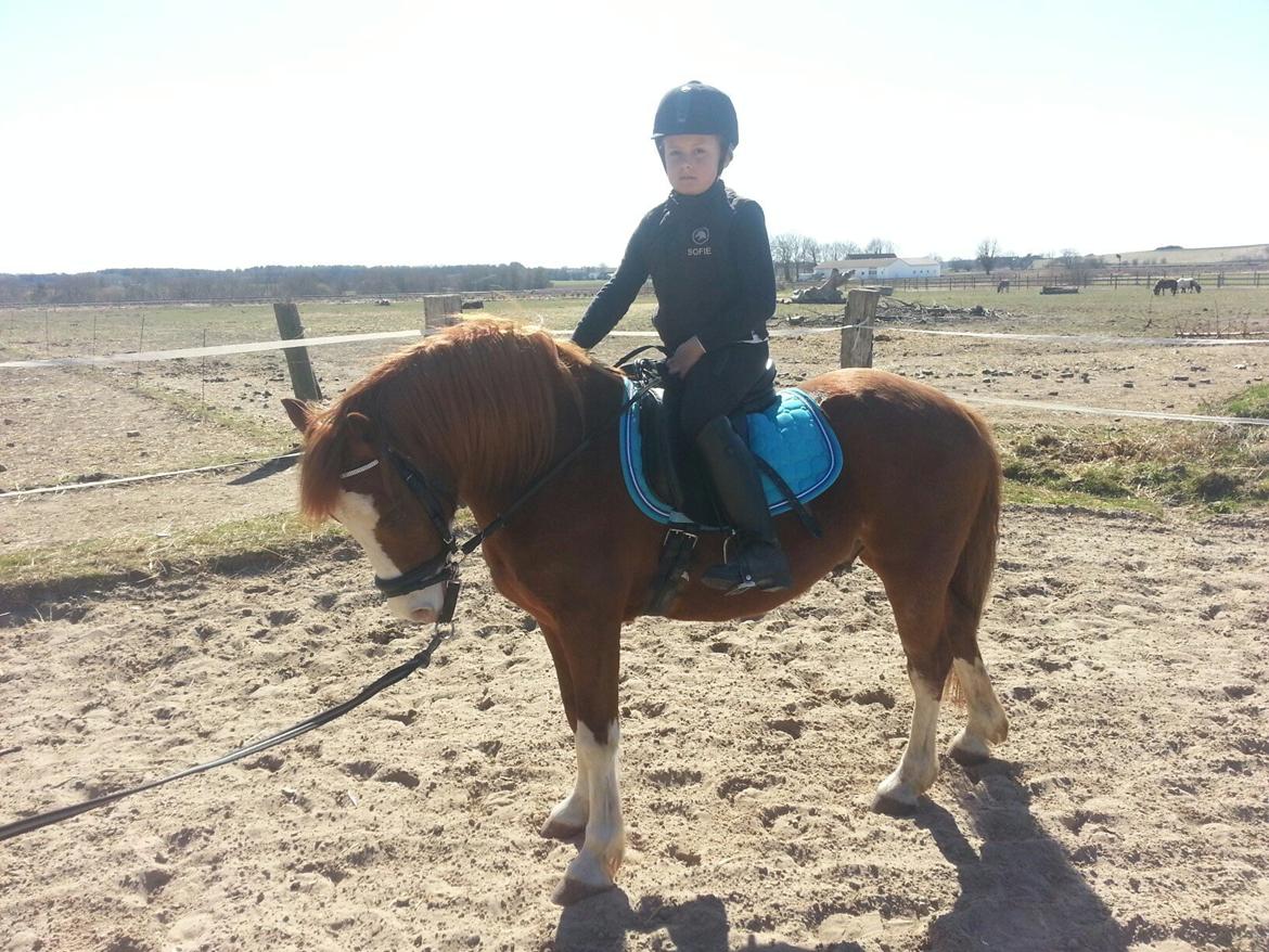Welsh Pony (sec B) West Side Blue Hit billede 1