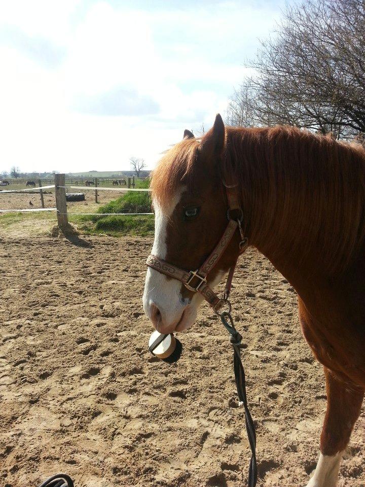 Welsh Pony (sec B) West Side Blue Hit billede 2