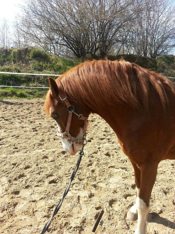 Welsh Pony (sec B) West Side Blue Hit billede 3