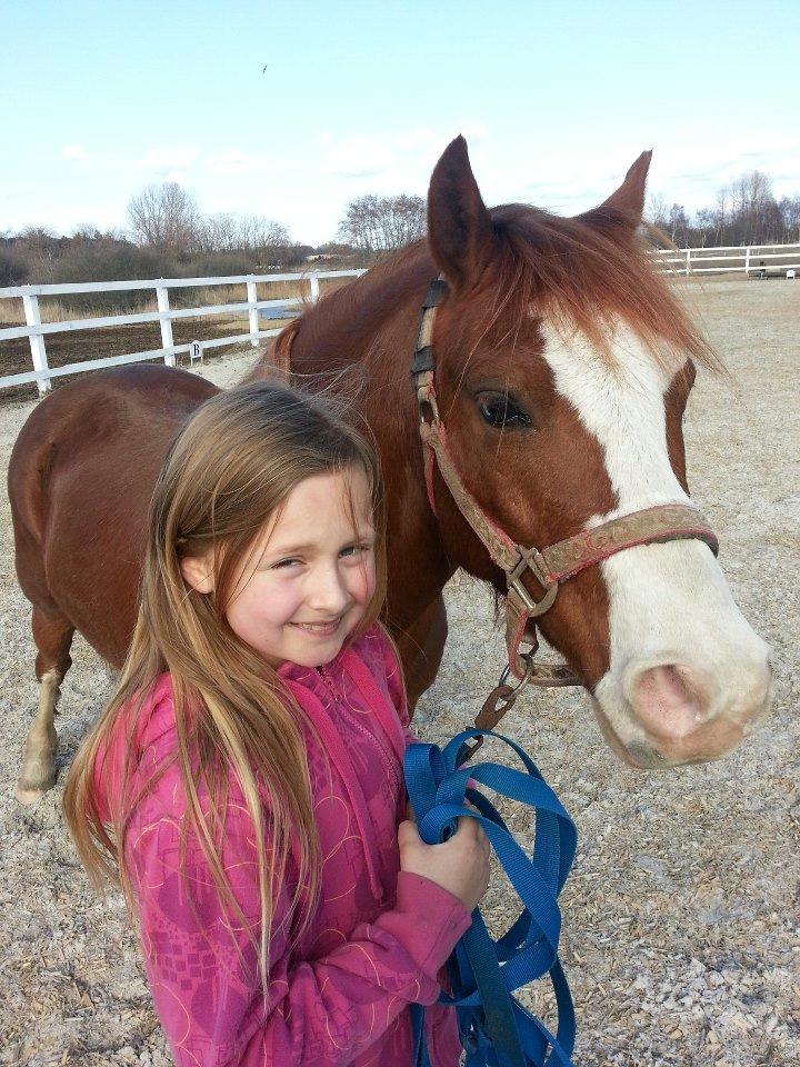 Welsh Pony (sec B) West Side Blue Hit billede 4