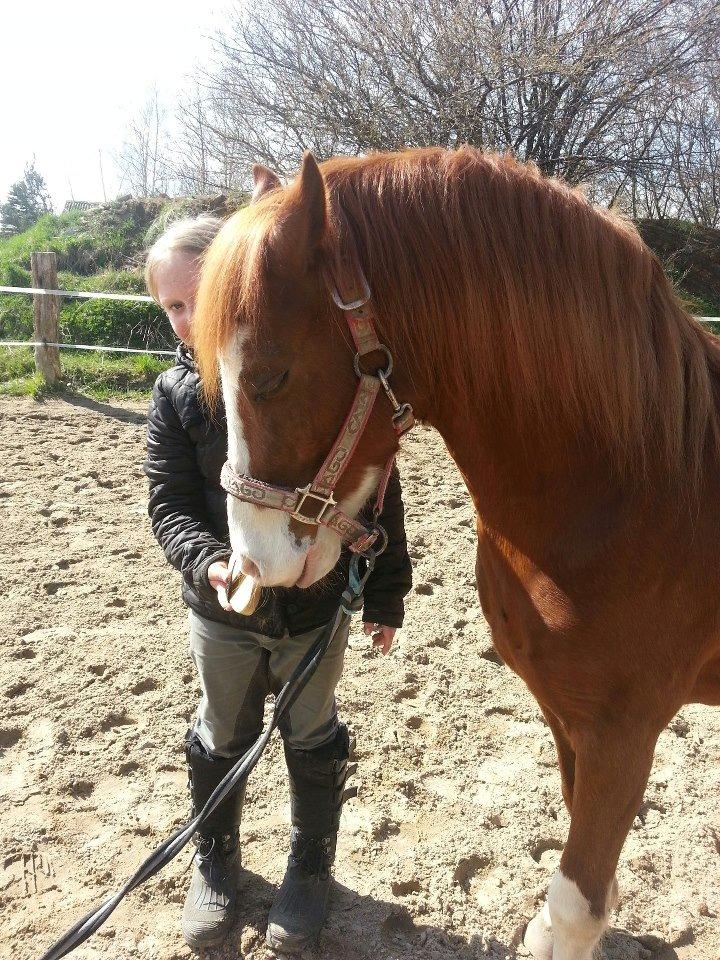 Welsh Pony (sec B) West Side Blue Hit billede 5