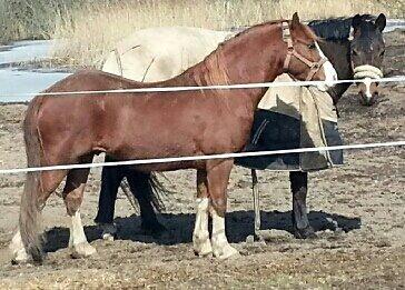 Welsh Pony (sec B) West Side Blue Hit billede 6