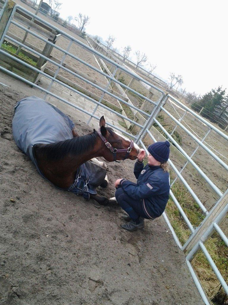 Hollandsk Varmblod Meindert <3 billede 9