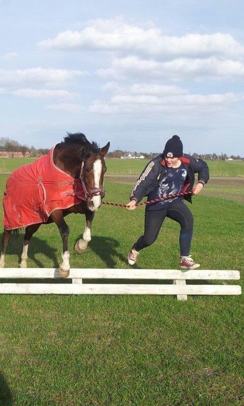 Hollandsk Varmblod Meindert <3 billede 10