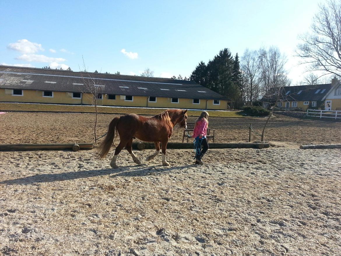 Welsh Pony (sec B) West Side Blue Hit billede 7