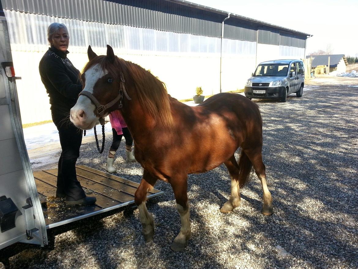 Welsh Pony (sec B) West Side Blue Hit billede 8