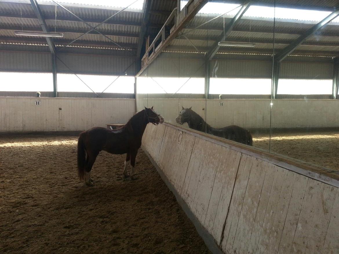 Welsh Pony (sec B) West Side Blue Hit billede 9