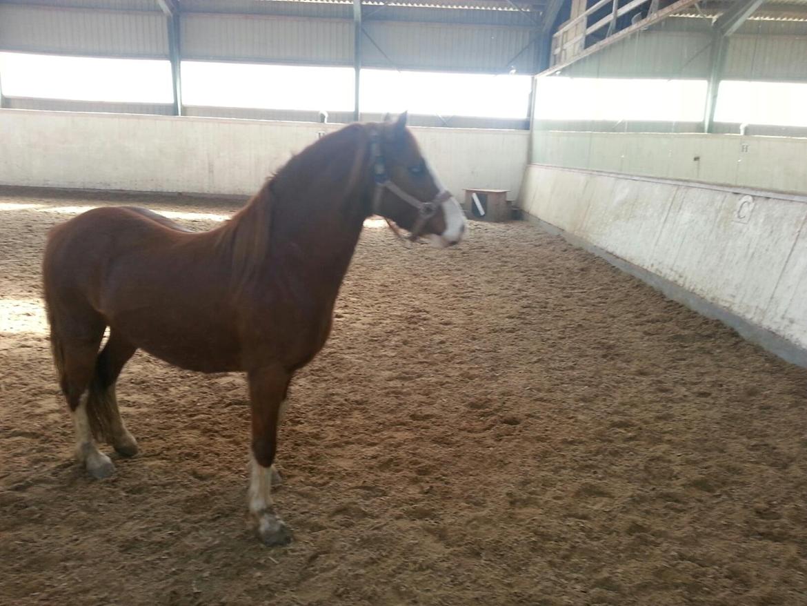 Welsh Pony (sec B) West Side Blue Hit billede 10