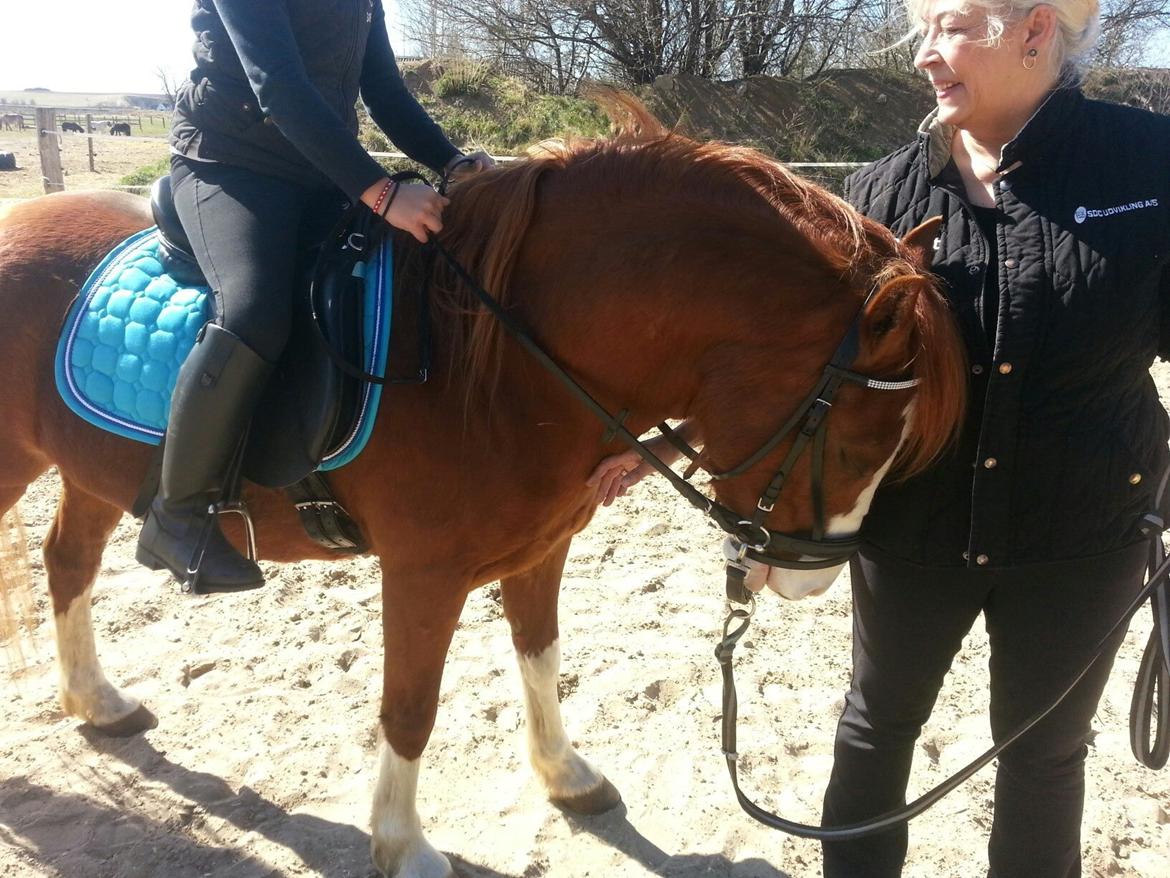 Welsh Pony (sec B) West Side Blue Hit billede 11