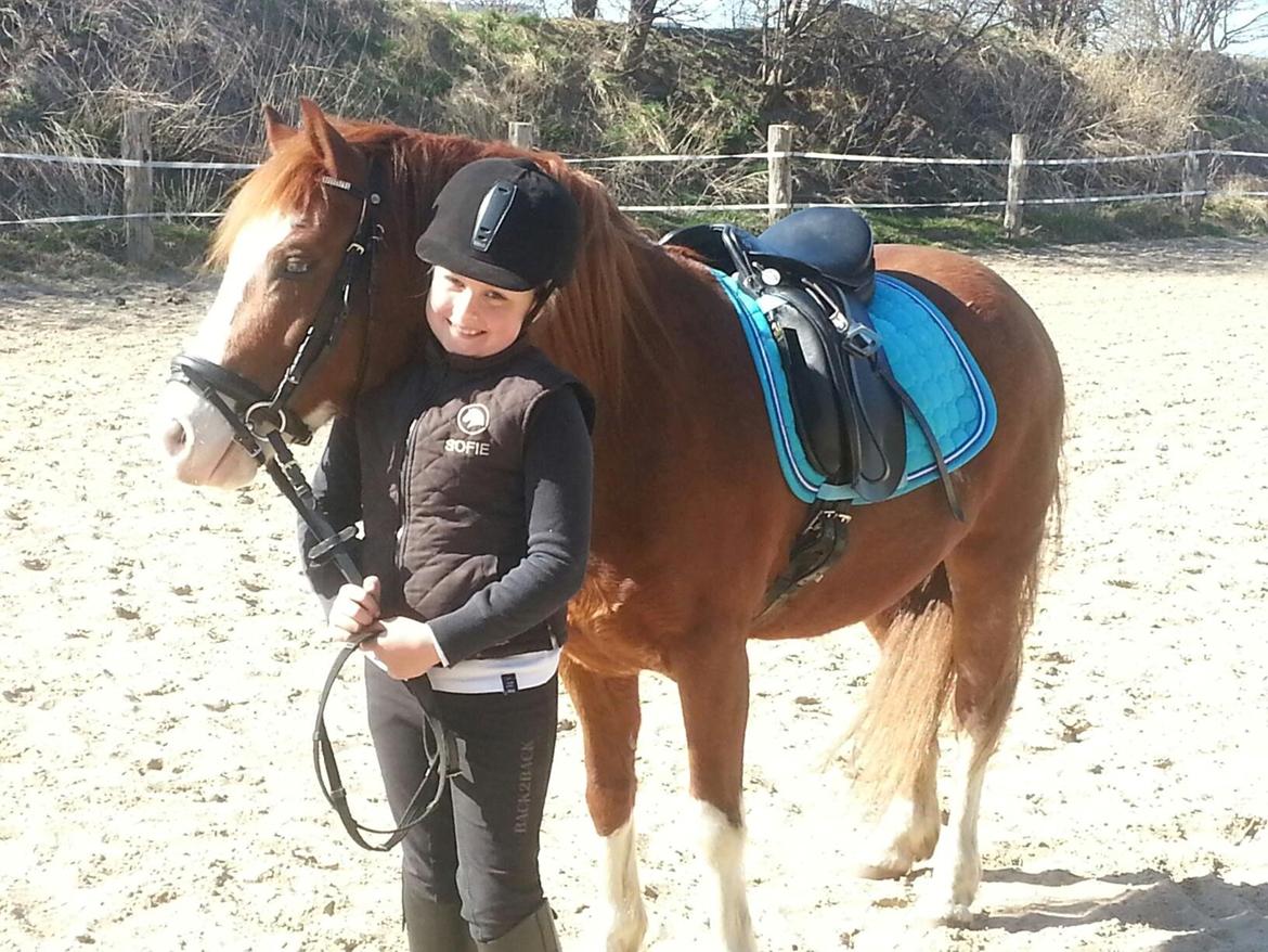 Welsh Pony (sec B) West Side Blue Hit billede 12